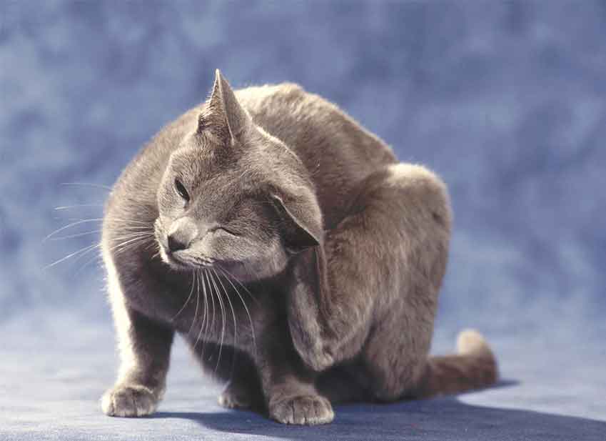 Chat assuré chez Assur O'Poil qui se gratte l'oreille à cause d'une allergie