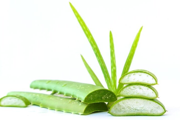 aloe vera pour chat