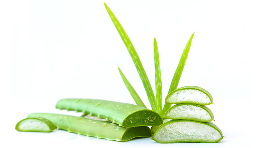 aloe vera pour chat