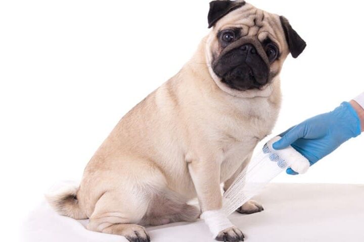 aloe vera pour chien