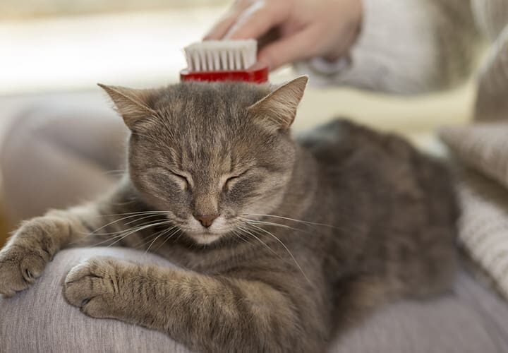 alopecie chat qui perd ses poils
