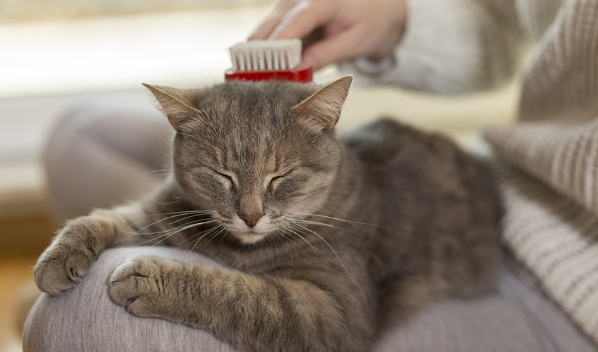 alopecie chat qui perd ses poils