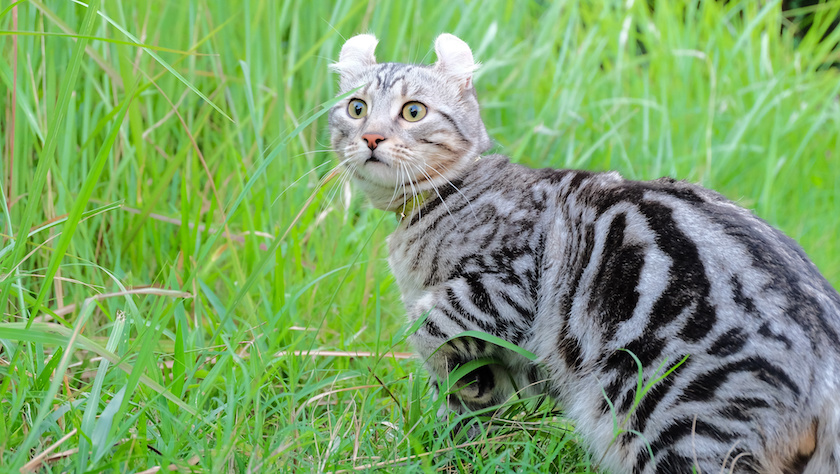 Chat de race American Curl assuré chez Assur O'Poil