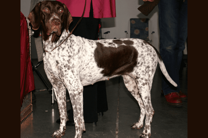 ancien chien d arret danois