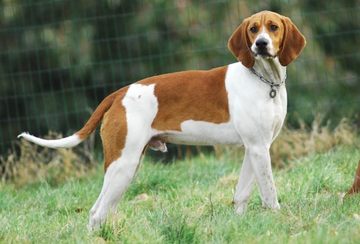 anglo francais de petite venerie chien