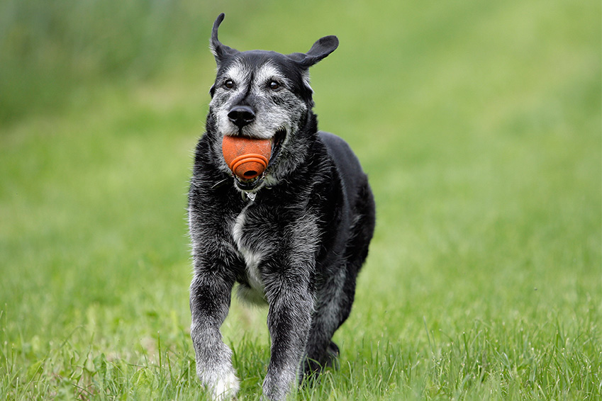 animal 10 ans couvert par assurance animaux