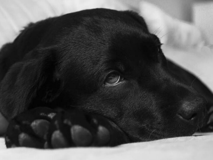 Chien Golden Retriever assuré chez Assur O'Poil avec des problème d'épilepsie