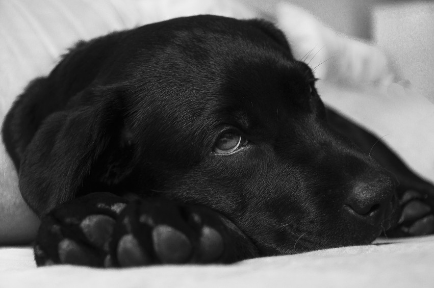 Chien Golden Retriever assuré chez Assur O'Poil avec des problème d'épilepsie