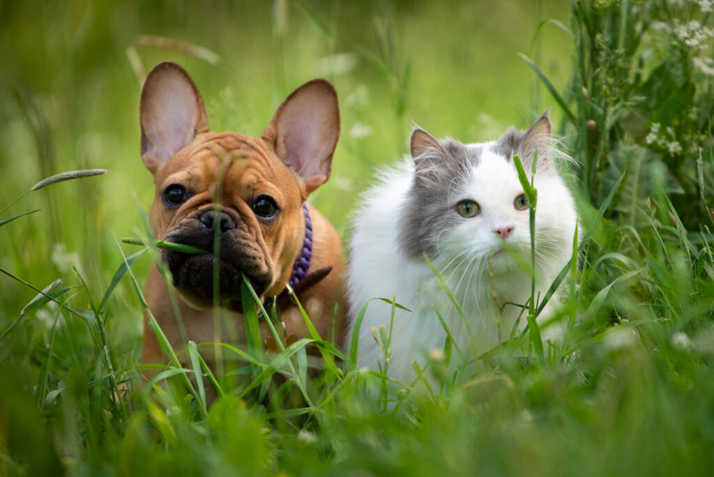 Comment hydrater un chien ? Déshydratation du chien Santé Chien Assur O
