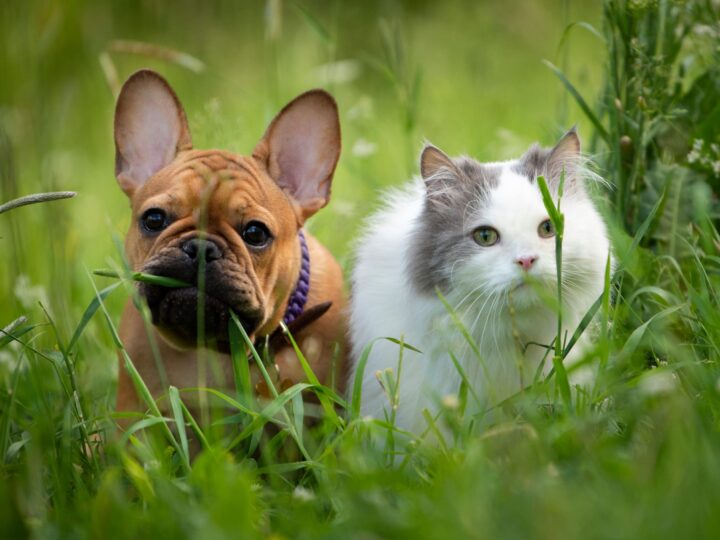 animal sourd