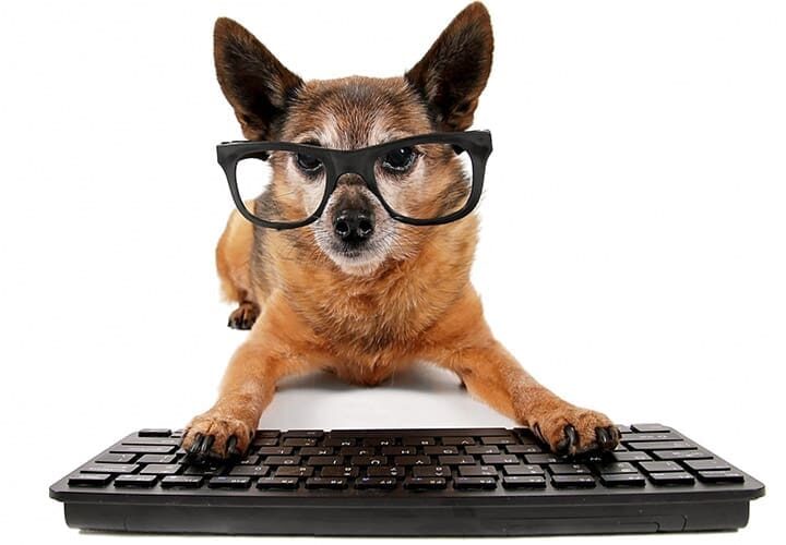 Chien assuré chez Assur O'Poil qui bosse dur