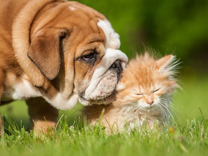 Chien et chat assurés chez Assur O'Poil appréciant l'arrivée des beaux jours