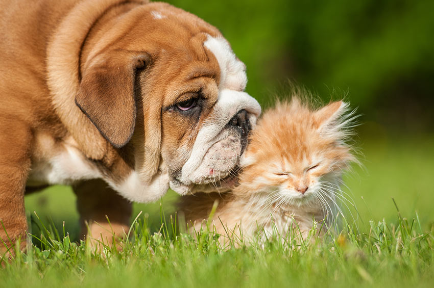 Chien et chat assurés chez Assur O'Poil appréciant l'arrivée des beaux jours