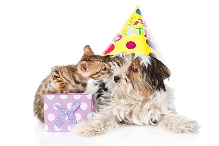 Chien et chat assurés chez Assur O'Poil fêtent un anniversaire
