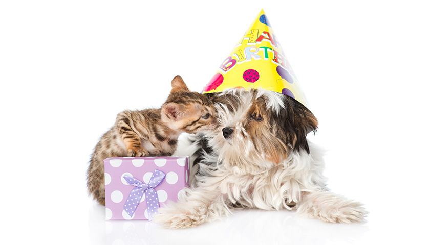 Chien et chat assurés chez Assur O'Poil fêtent un anniversaire