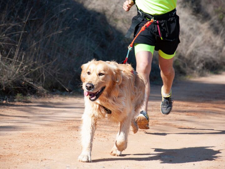 apprendre le canicross comment courir avec son chien