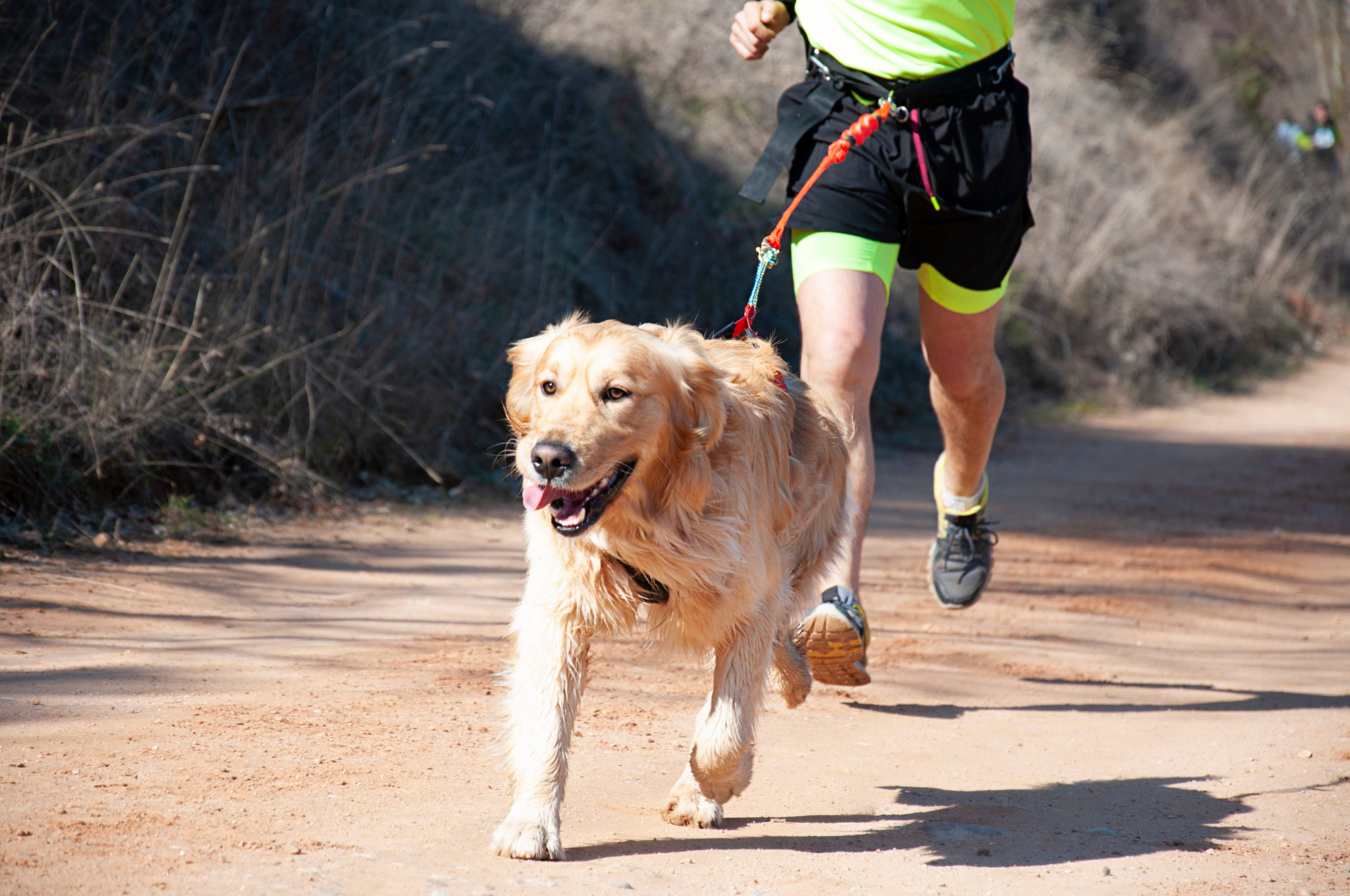 Laisse et ceinture pour courir avec son chien