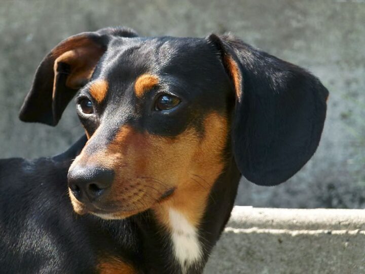 Portrait d'un chien assuré chez Assur O'Poil