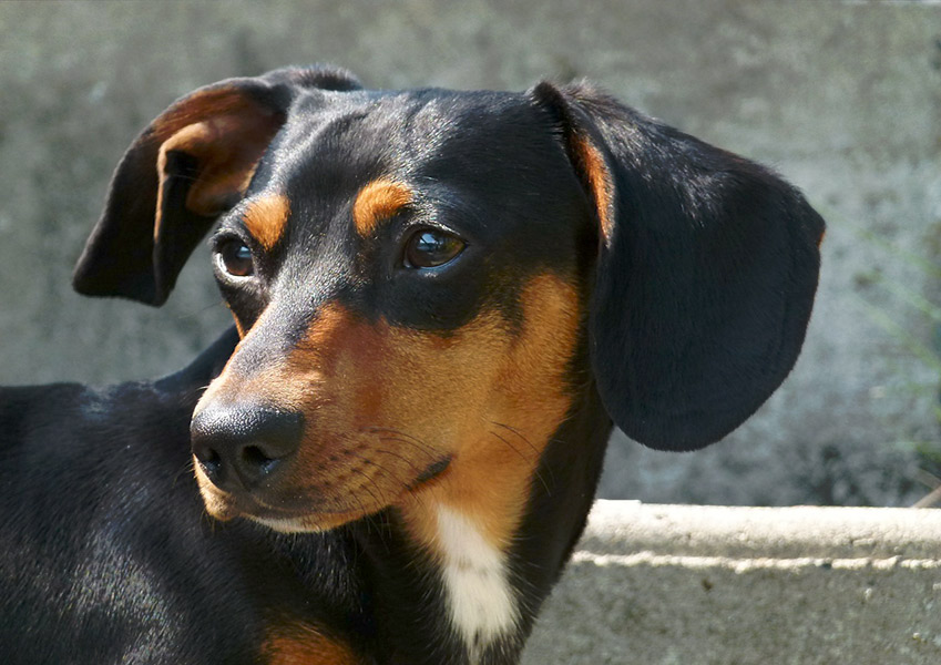 Portrait d'un chien assuré chez Assur O'Poil