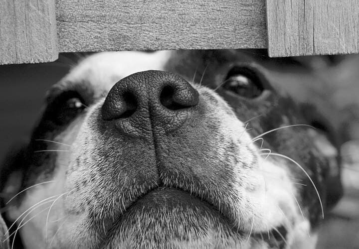Gros plan en noir et blanc sur la truffe d'un chien assuré chez Assur O'Poil