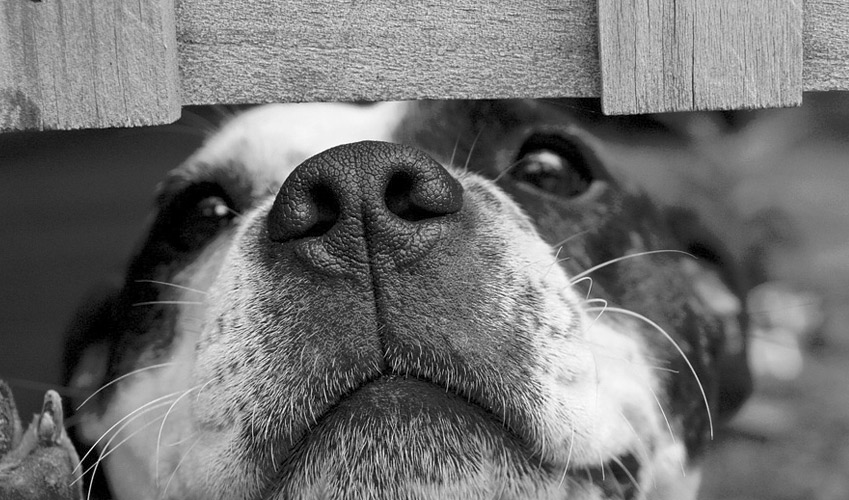Gros plan en noir et blanc sur la truffe d'un chien assuré chez Assur O'Poil
