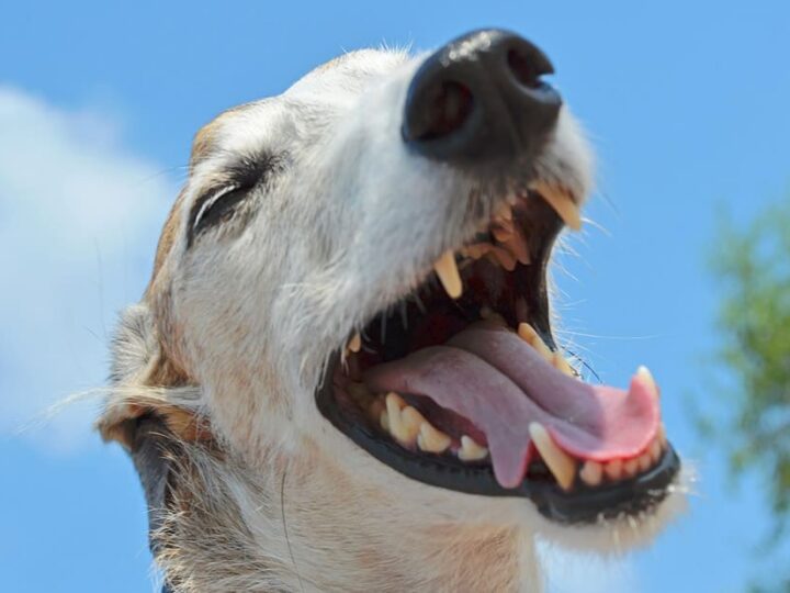 Chien assuré chez Assur O'Poil avec une superbe dentition