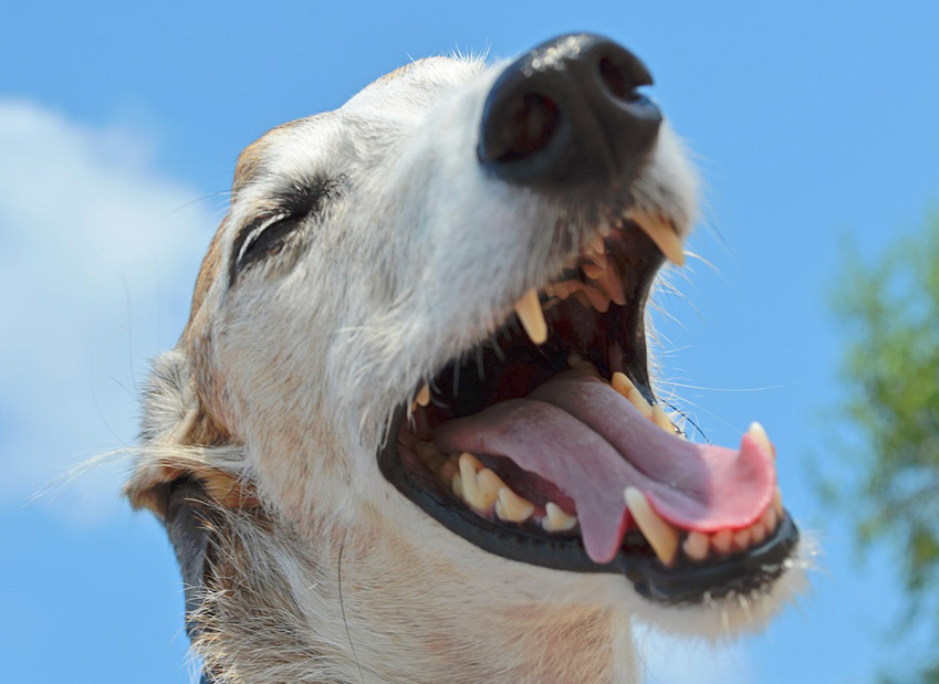 Chien assuré chez Assur O'Poil avec une superbe dentition