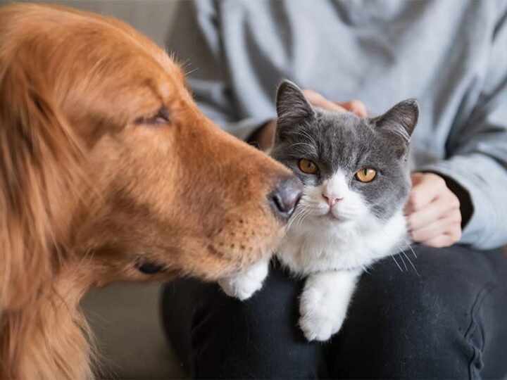 assurance animaux et mutuelle sante quelles differences