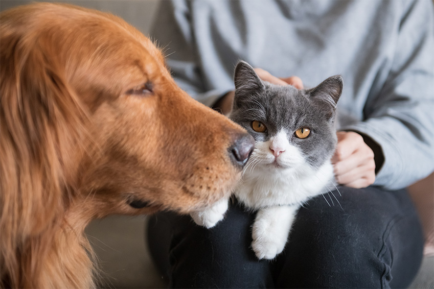 assurance animaux et mutuelle sante quelles differences