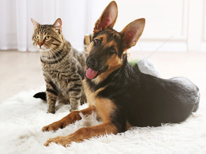 assurance animaux le plafond annuel remboursement
