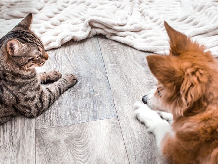 assurance animaux quelles sont les exclusions