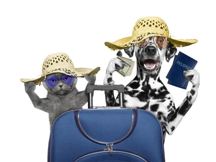 Chien et chat assurés chez Assur O'Poil partent en vacances
