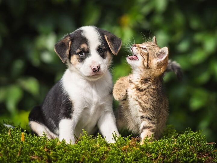 assurance animaux responsabilite civile incluse
