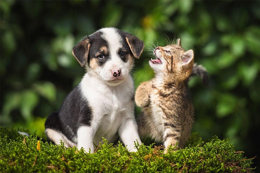 assurance animaux responsabilite civile incluse