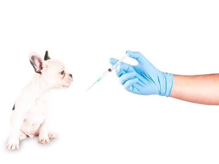 Chien assuré chez Assur O'Poil se fait vacciner