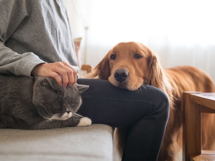 assurance chiens chats des limites a la garantie
