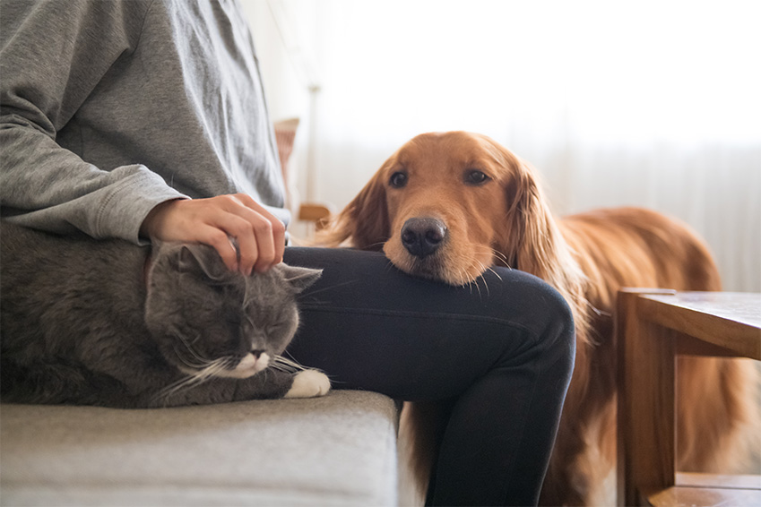 assurance chiens chats des limites a la garantie