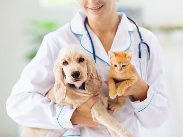 assurance sante animal choix du veterinaire