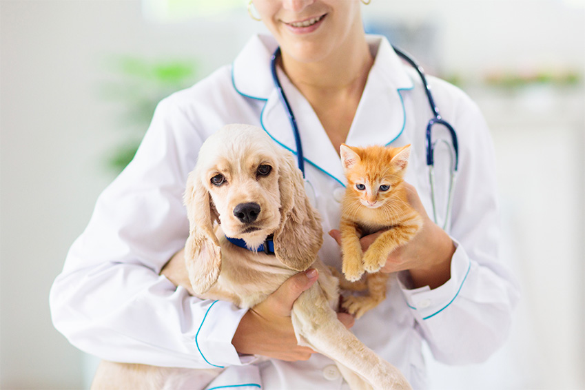 assurance sante animal choix du veterinaire