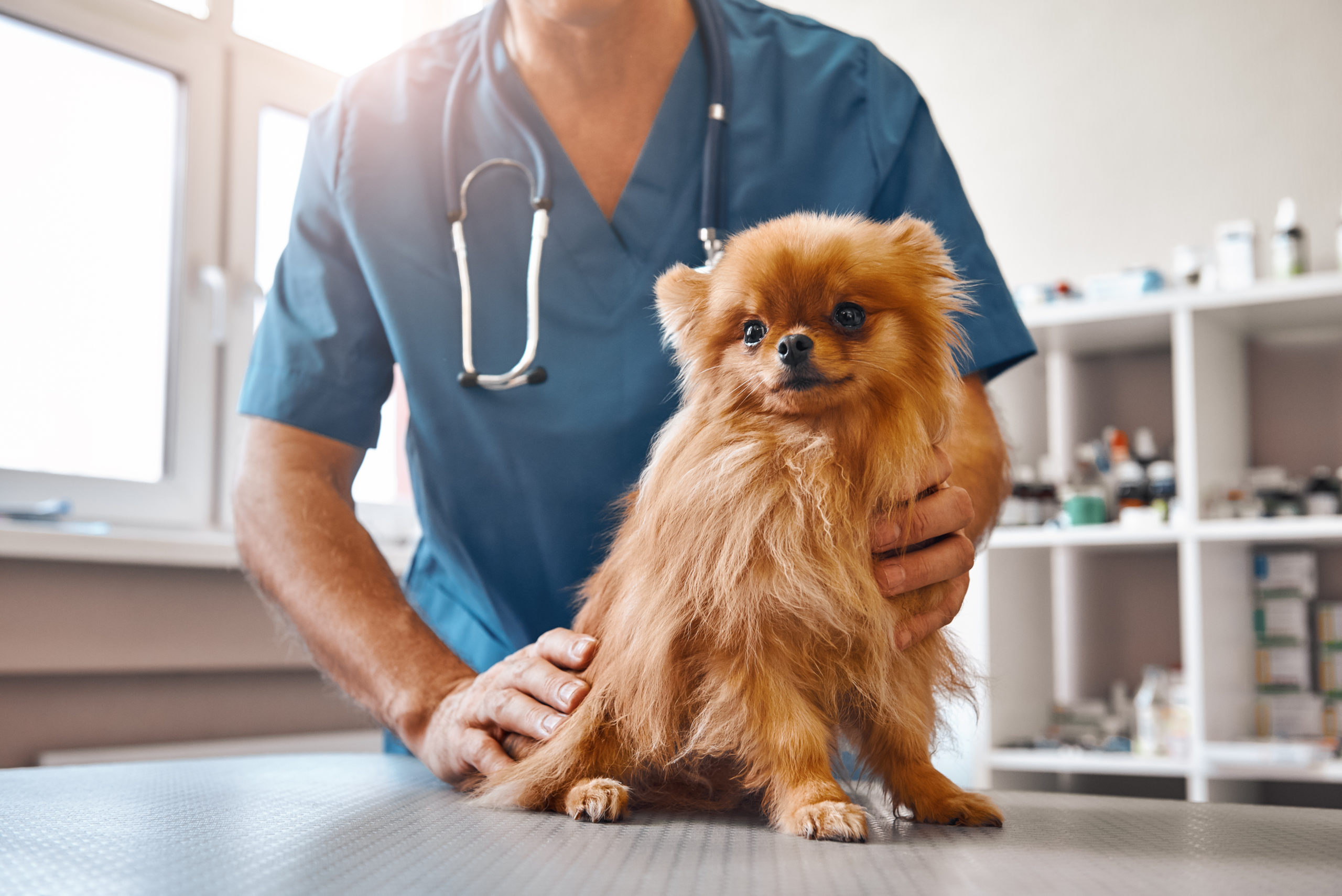 Vétérinaire masculin en uniforme de travail tenant un petit beau chien assis sur la table