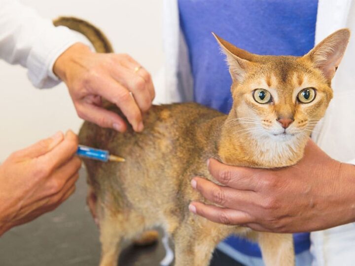 Chat assuré chez Assur O'Poil se fait vacciner