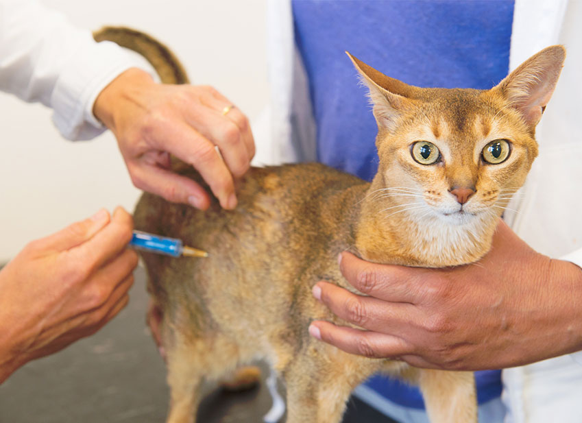 Chat assuré chez Assur O'Poil se fait vacciner