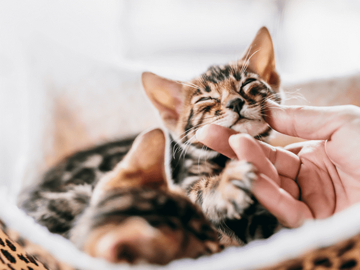 5 raisons d'assurer son chat
