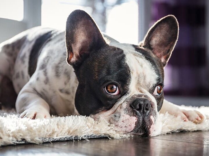 astuces occuper son chien