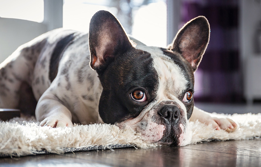 Le collier de votre chien lui fait bien plus de mal que vous ne le pensez 