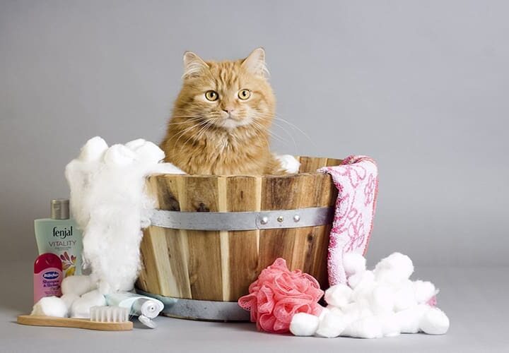 bain pour chat laver son chat