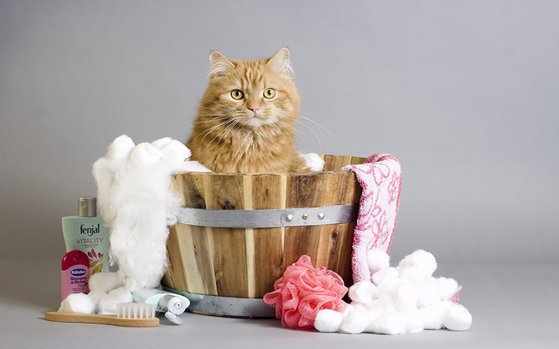 Comment prendre soin de l'hygiène de votre chat