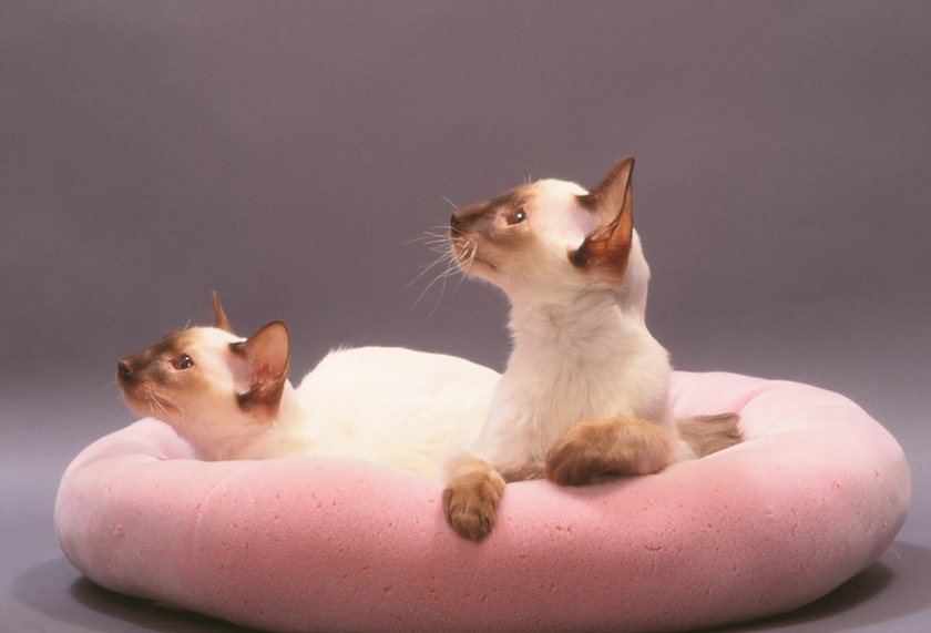 Chatons de race Balinais assuré chez Assur O'Poil