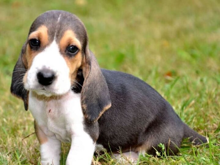 basset artesien normand chiot