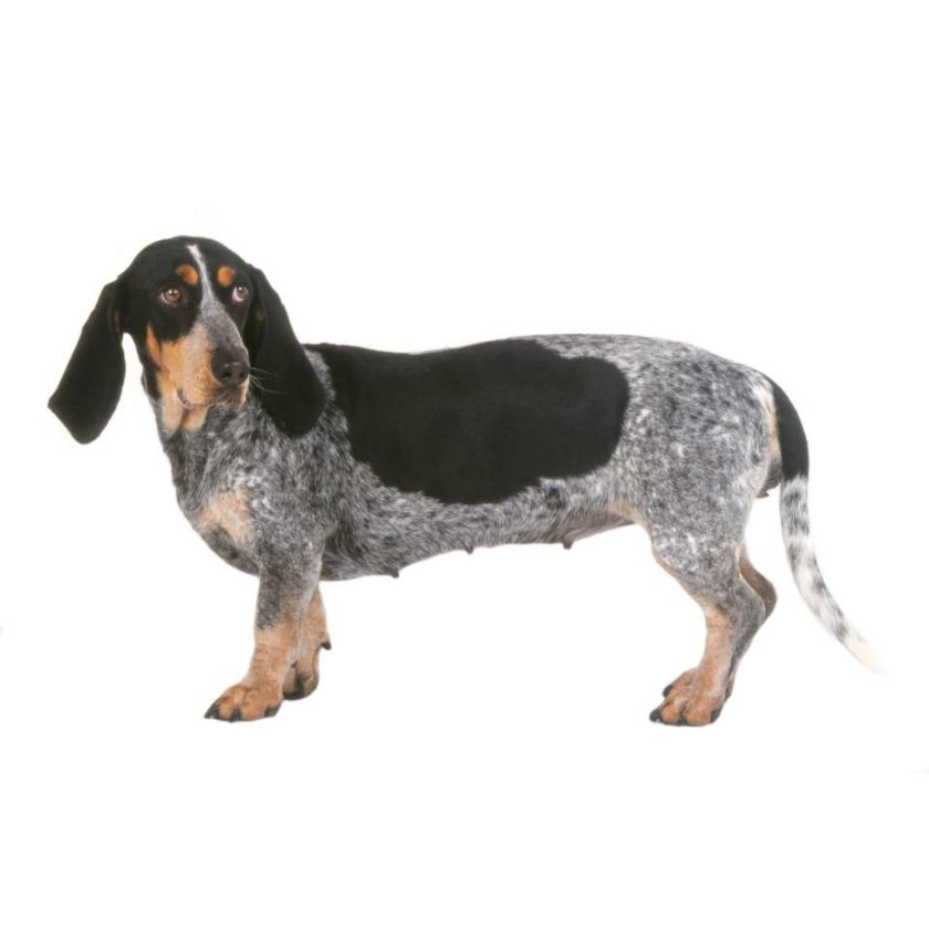 basset bleu gascogne chien e1562227171719